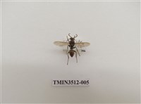 藏品(雙斑馬蜂)的圖片